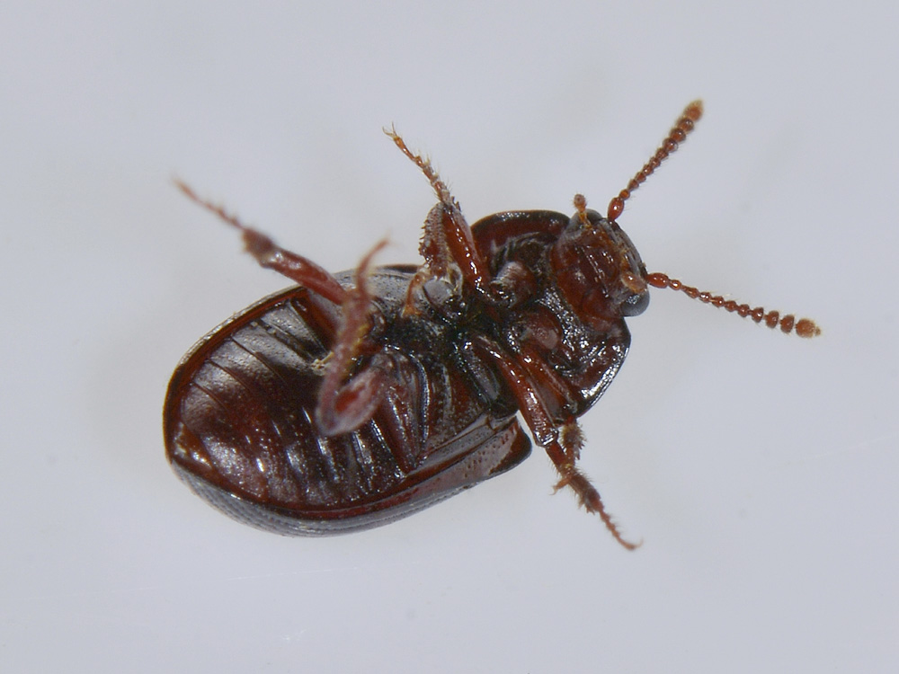 Agyrtidae: Agyrtes bicolor